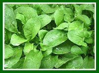 Ceylon leaf benefits